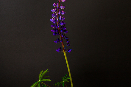 Lupine Still Life, a Nature Photo by Jillian Butolph