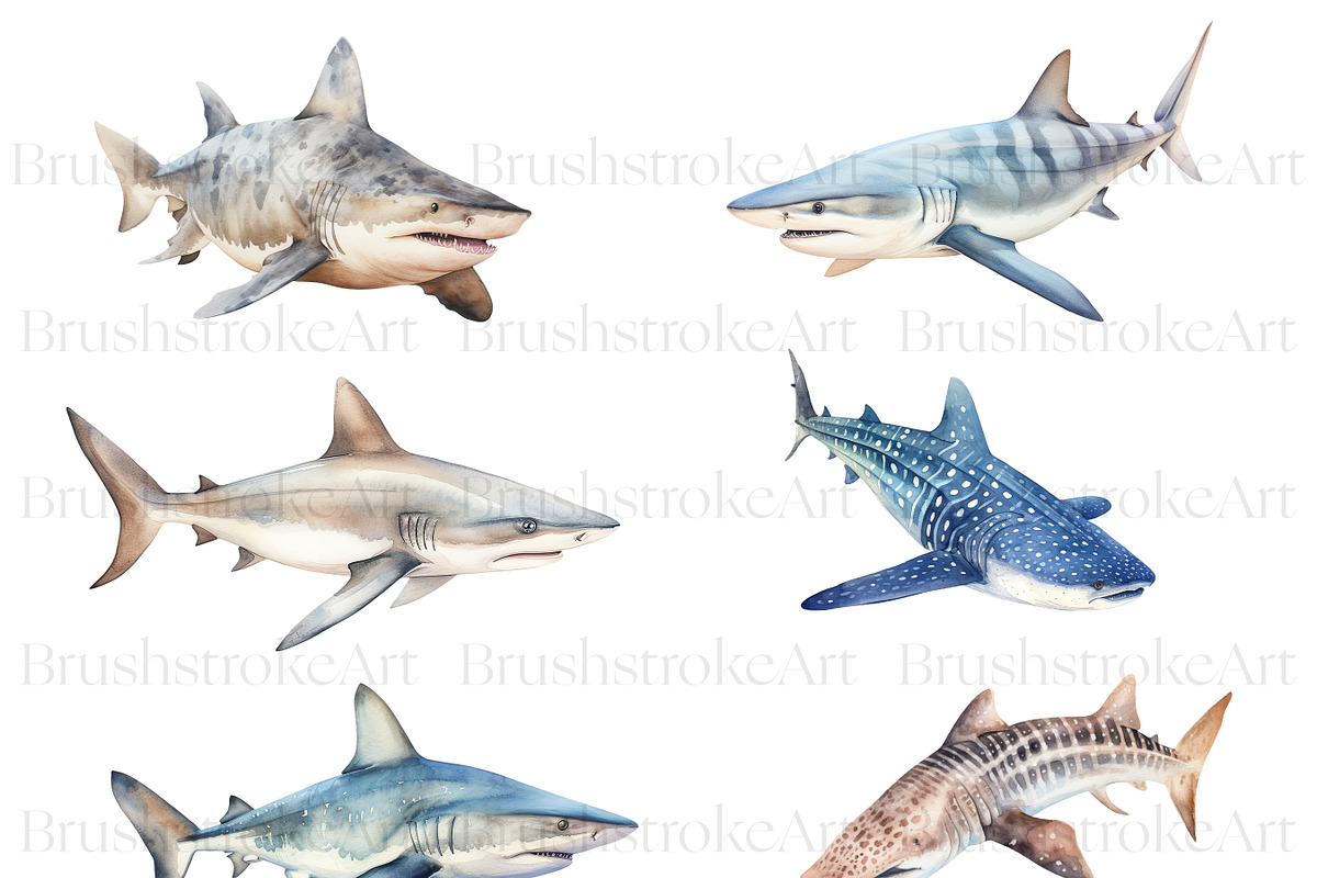 Watercolor Shark Clipart, Shark PNG, an Animal Illustration by BrushstrokeArtGB (Photo 3 of 9)