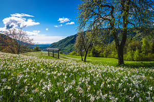 Blooming white daffodil flowers, a Nature Photo by Alpine Dreams