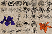 Flower heads stamps for Procreate, a Brush Add-On by TheWhiteCatLab (Thumbnail 2 of 7)