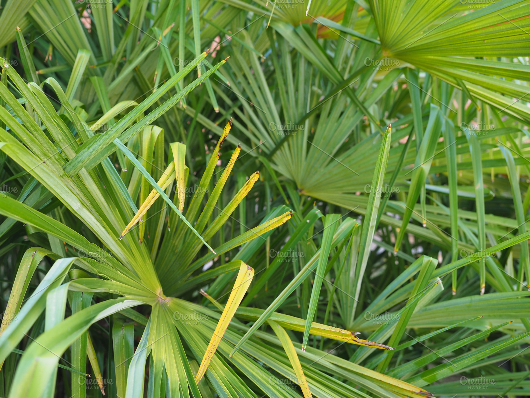 palm tree in sunny garden, a Photo by WorldOfPhotos