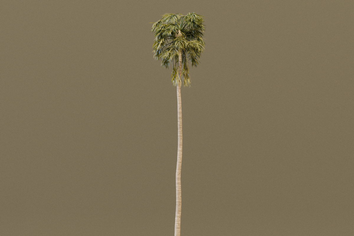 The California Fan Palm Tree, a Plants & Tree 3D Model by FuturePastCreatives (Photo 7 of 8)