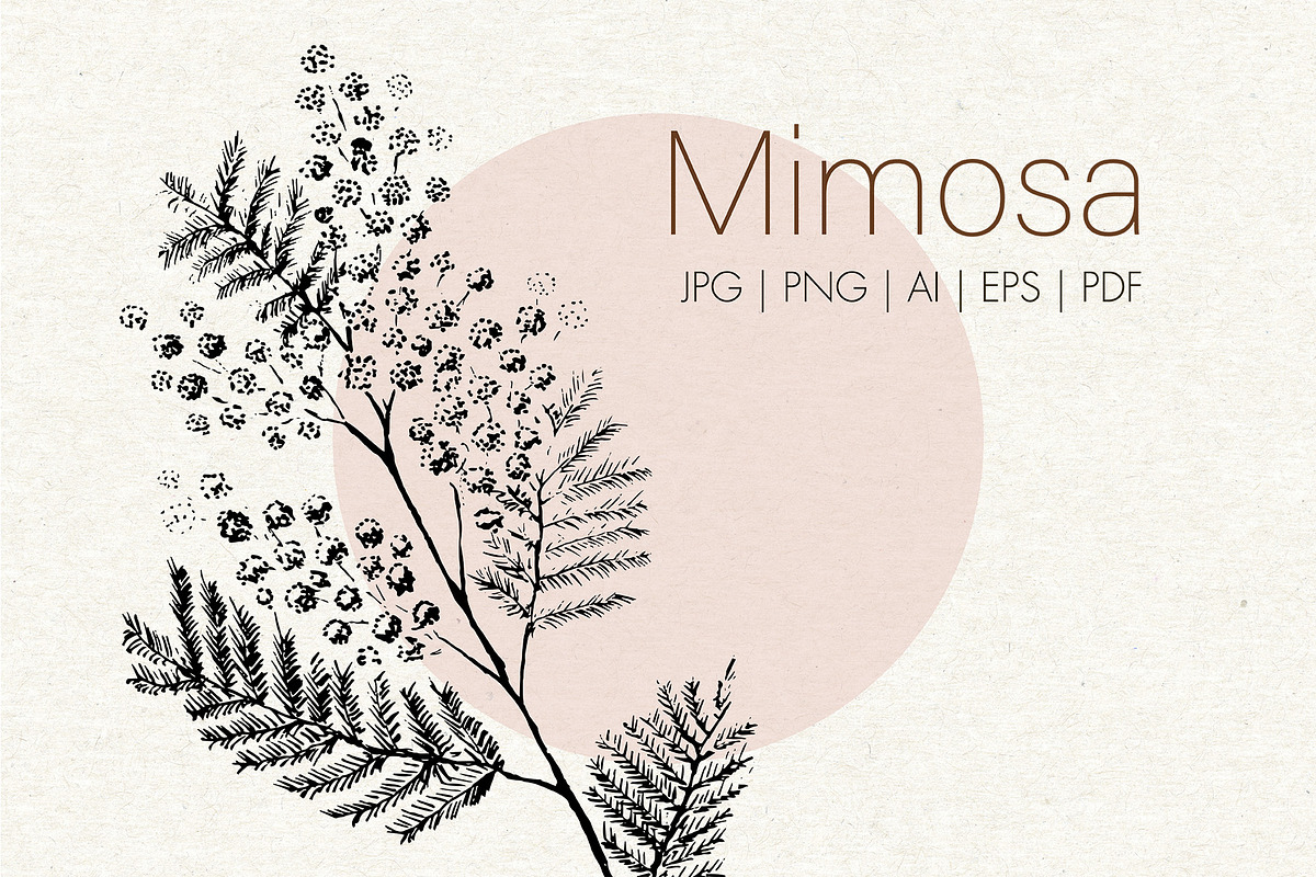 Mimosa. Hand-drawn sketch, an Illustration by Canatic (Photo 1 of 4)