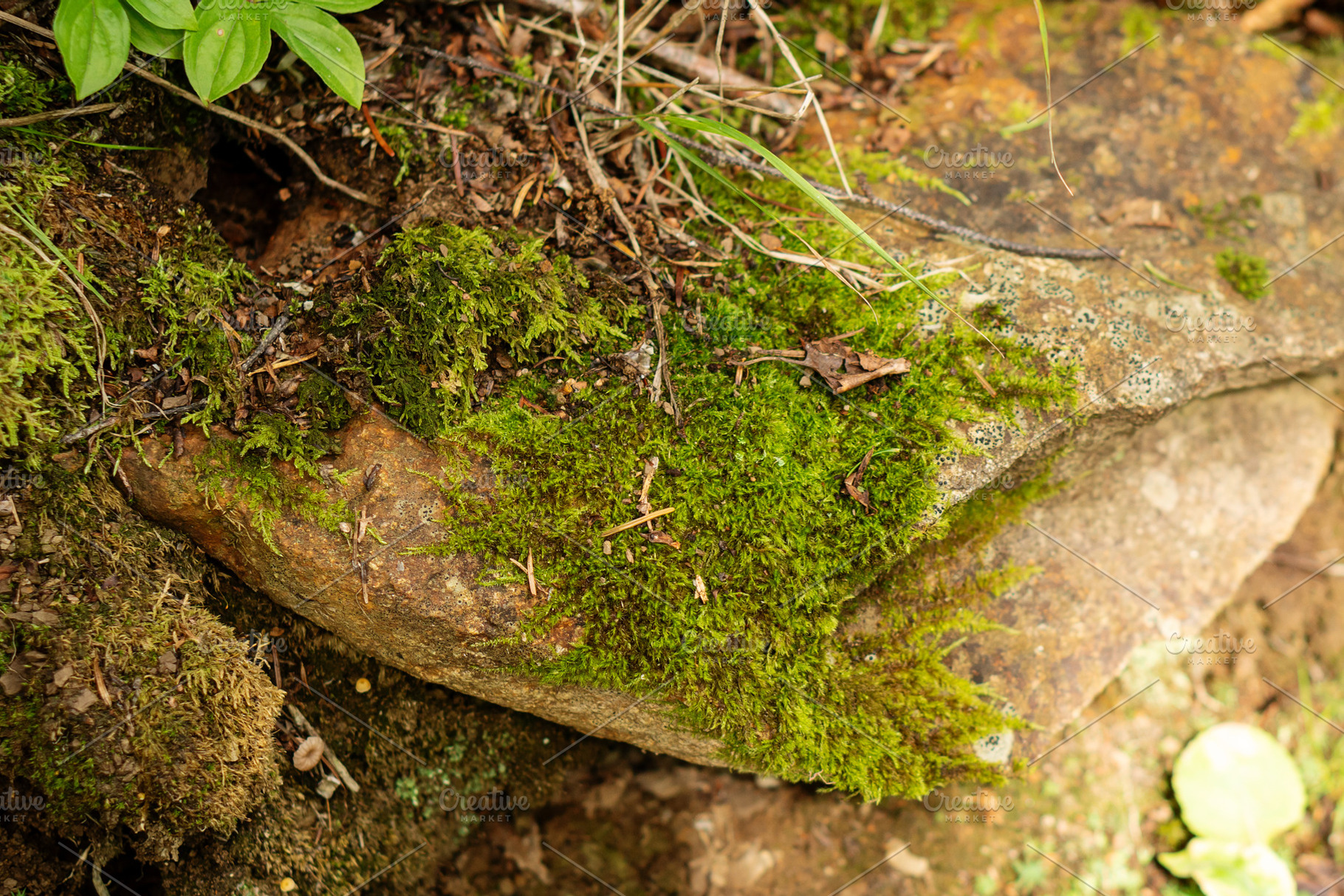 Bright green moss growing across wea, a Nature Photo by Elena Vagengeim
