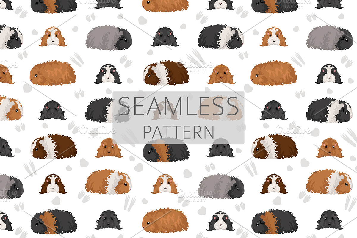 Texel Guinea Pig set, an Animal Illustration by pet design shop (Photo 4 of 5)