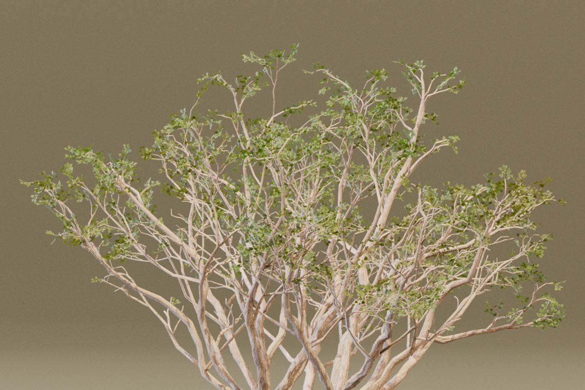 The Red Coral Tree, a Plants & Tree 3D Model by FuturePastCreatives (Photo 7 of 8)