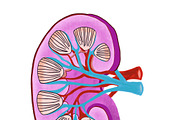 Biology & Anatomy goodnotes stickers, an Education Illustration by Noorist (Thumbnail 22 of 32)
