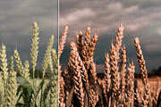 Orange & Teal Lightroom Presets, an Action Add-On by PhotoMarket (Thumbnail 12 of 42)