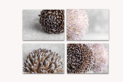 Flora Detail - Macro Photo Bundle, a Nature Photo by Stockify (Thumbnail 6 of 6)