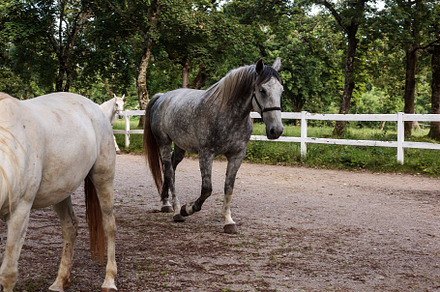 Lipica horse, breed horses, slovenia, europe, an Animal Photo by Bepslabor