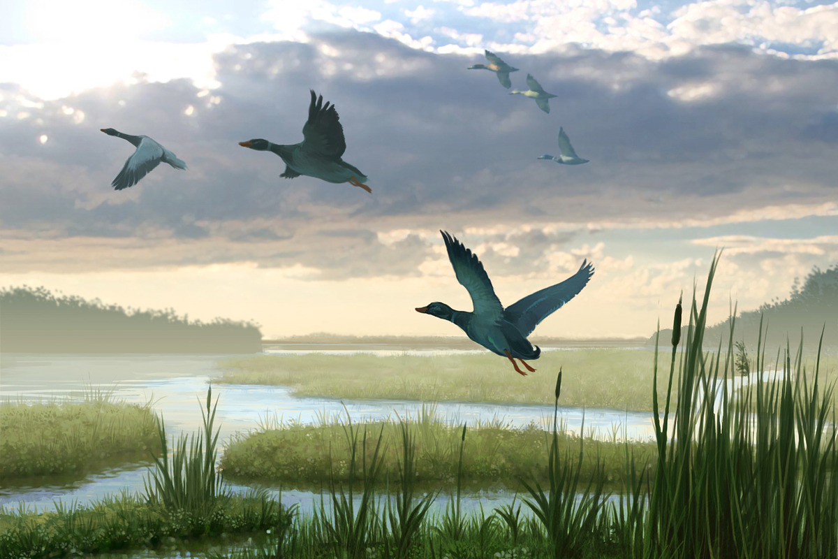 Ducks, an Illustration by Clonefront