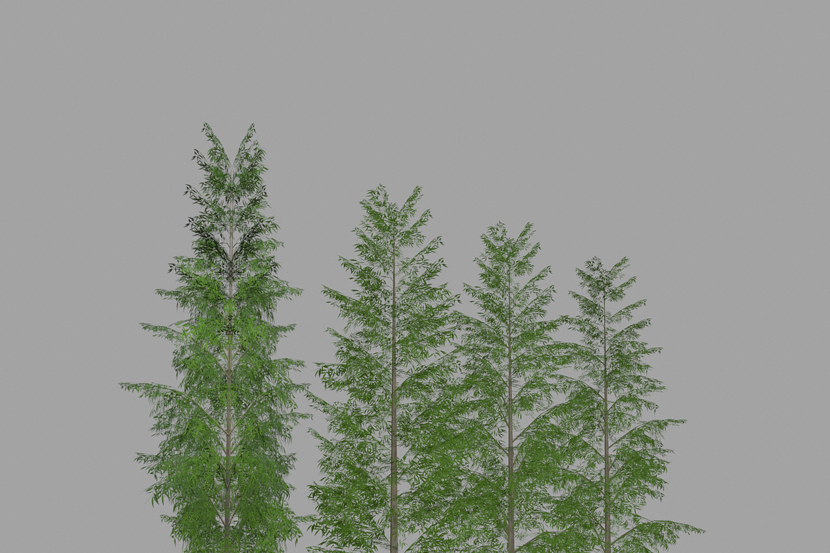 Eucalyptus tree #1, an Environmental 3D Model by AndrewWhite (Photo 7 of 13)