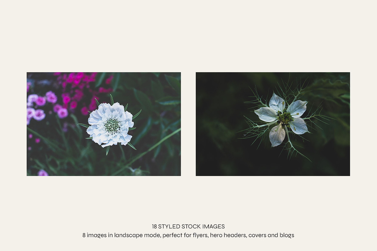 Garden Sunset | Photo Bundle, a Nature Photo by The Responsible Creatives (Photo 9 of 11)