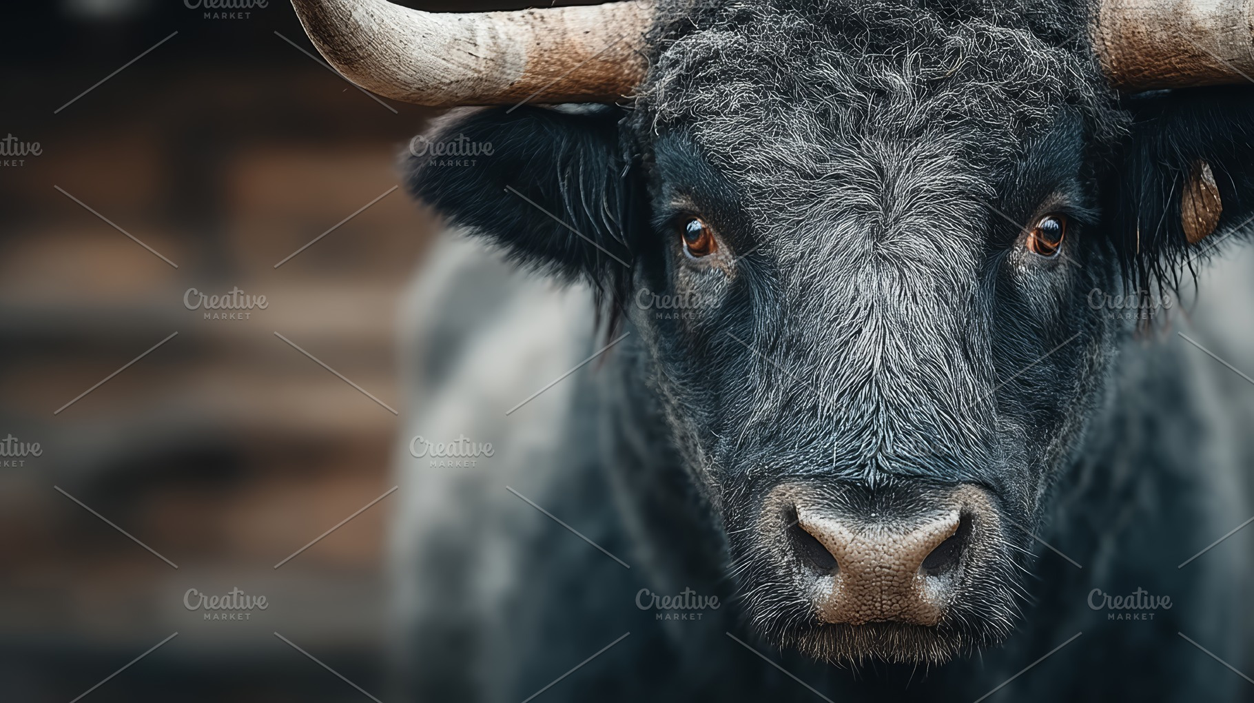 Close up portrait of a black bull with horns and intense gaze, cattle livestock, a Photo by AS photostudio