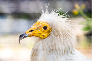 Egyptian vulture close-up detail, an Animal Photo by COLORFUL