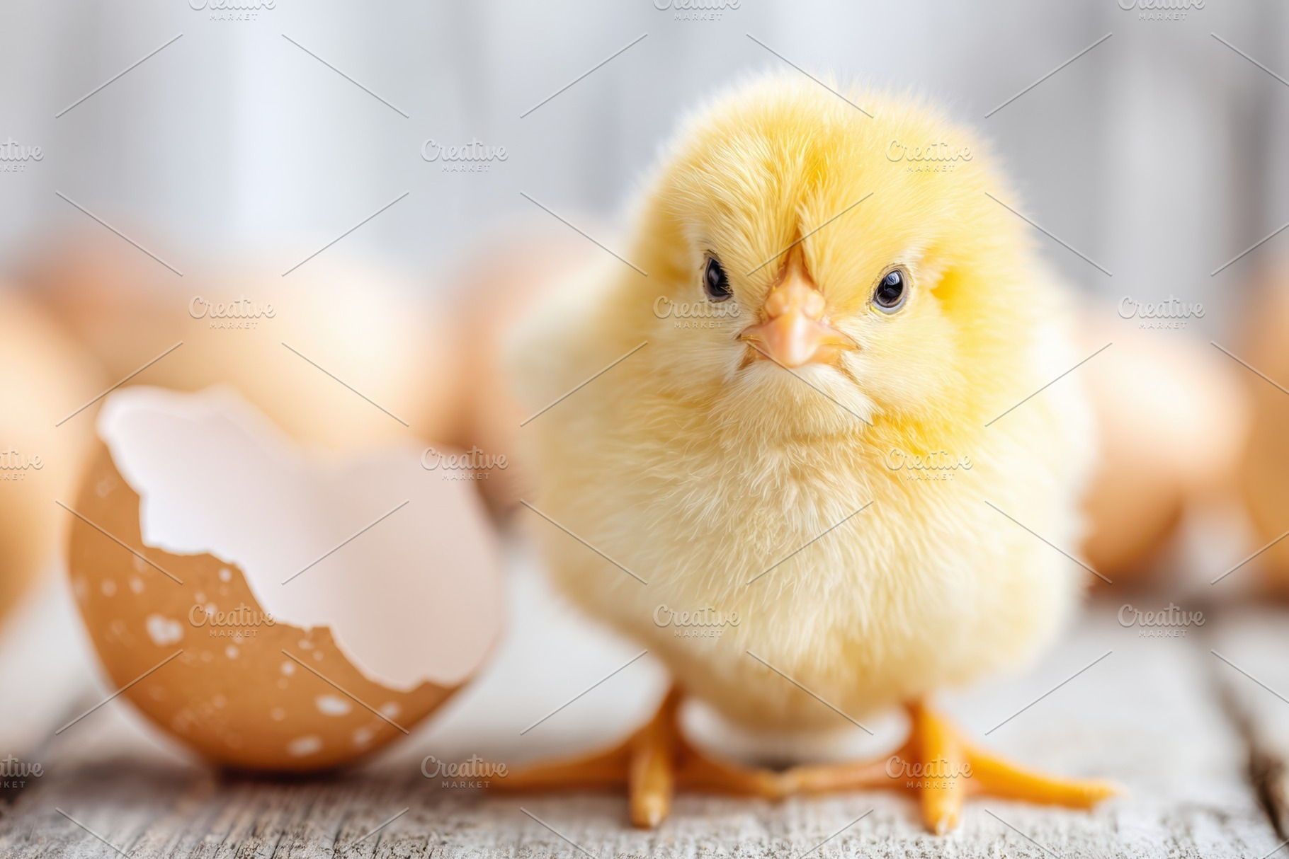 Newly hatched yellow chick beside cracked eggshell, an Animal Photo by AlyaAnd