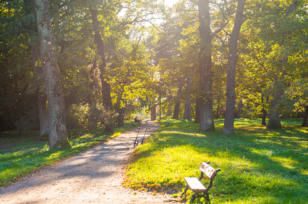 Autumn park and walking people, a Nature Photo by Vapi