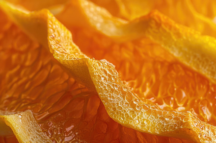 This close-up photo showcases the in, a Photo by Iftikhar Alam