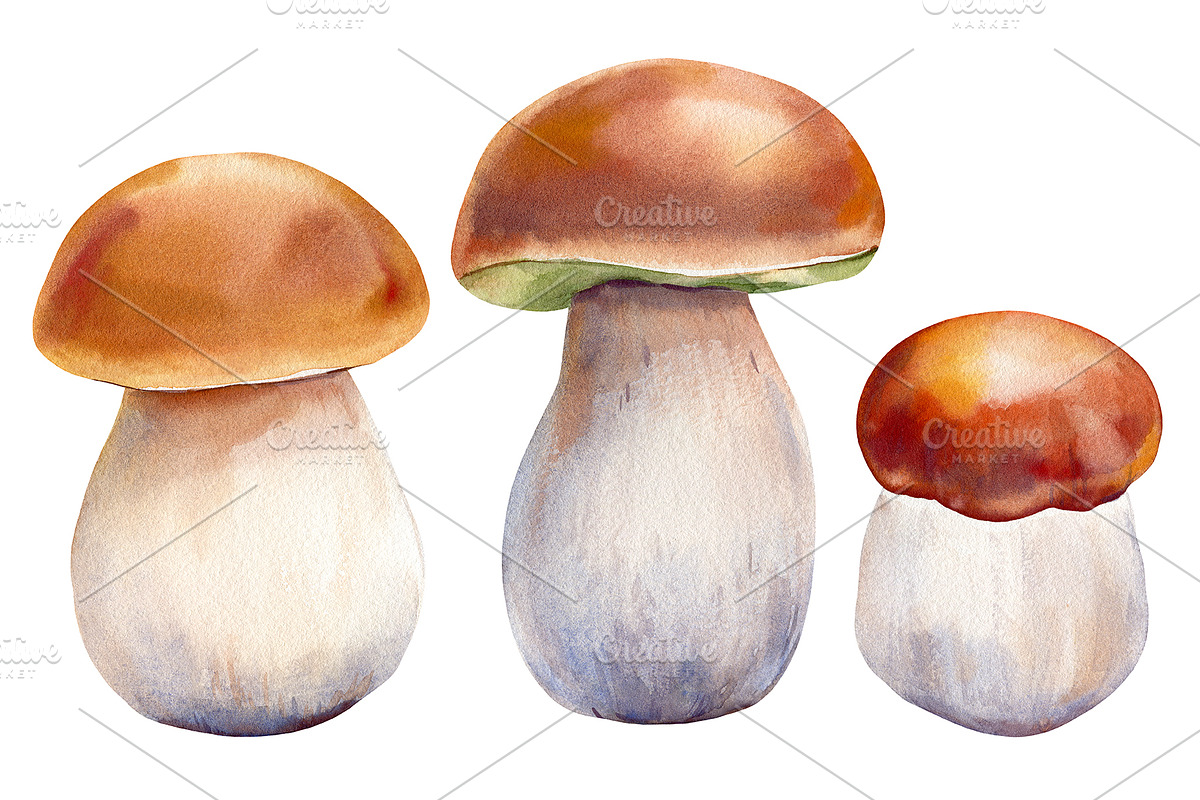 Mushrooms Forest watercolor painting, an Object Illustration by Hanna Hryharenka (Photo 11 of 11)