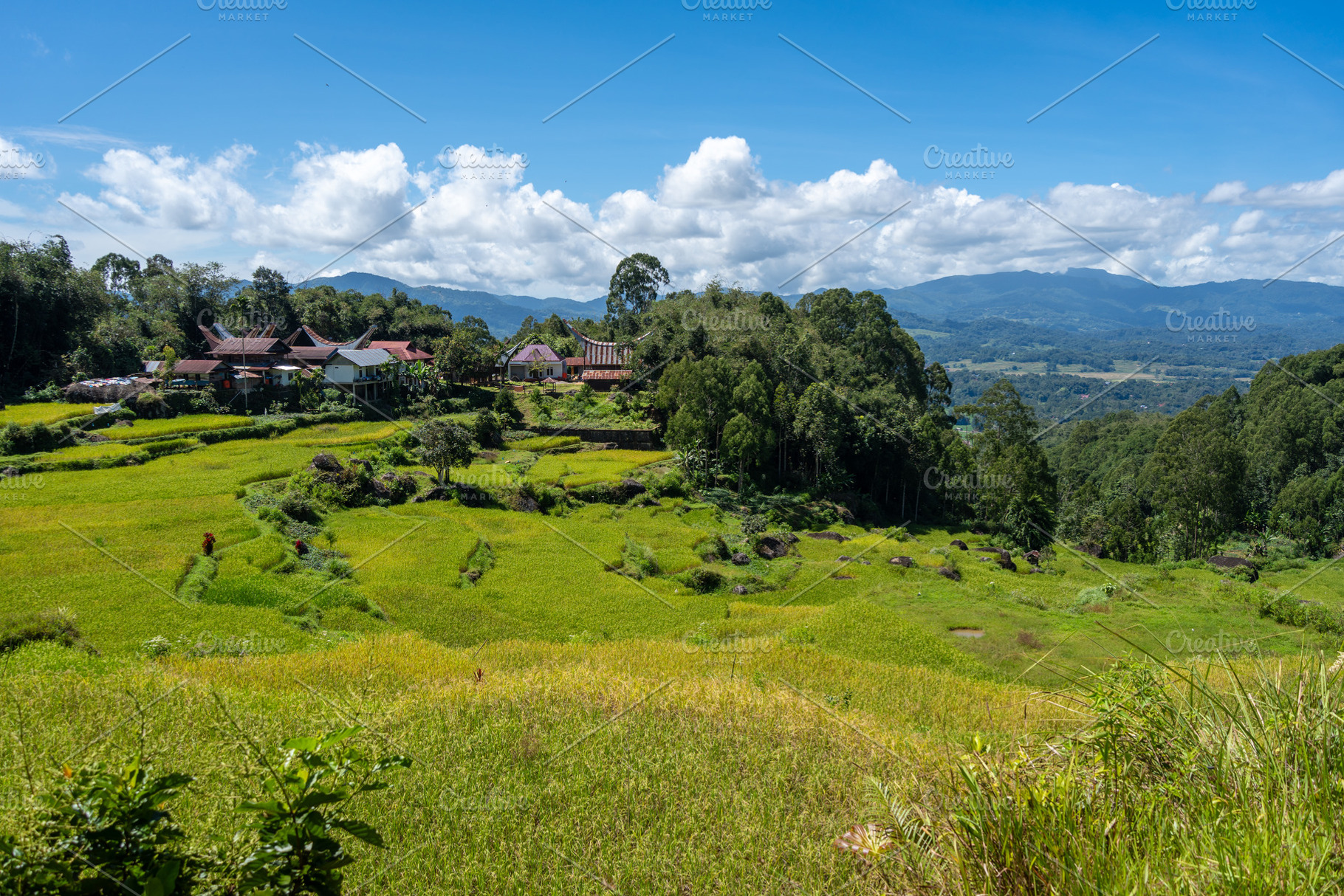 Traditional village surrounded by rice fields in Toraja, Sulawes, a Nature Photo by GoodGoods
