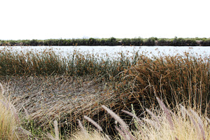 Nature Bed