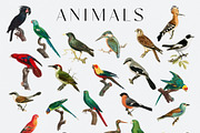 Sweven - Collage Creator, an Animal Illustration by SunnyAfternoons (Thumbnail 5 of 16)