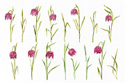 Watercolor Snake’s Head Fritillaries, a Decorative Illustration by GraphicsDish (Thumbnail 2 of 3)