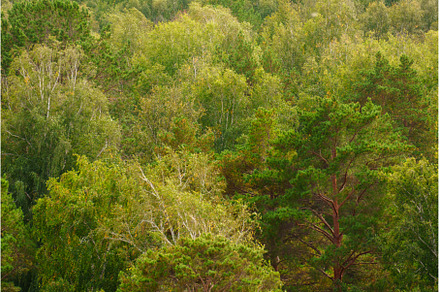A stunning display of greenery as, a Nature Photo by darksoul72