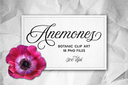 Anemone Flower ClipArt - Specimens, an Object Graphic by Turning Moss (Thumbnail 4 of 7)