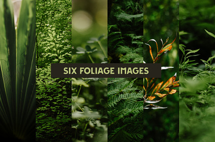 Six Foliage Images, a Nature Photo by Fossilized Tree Sap
