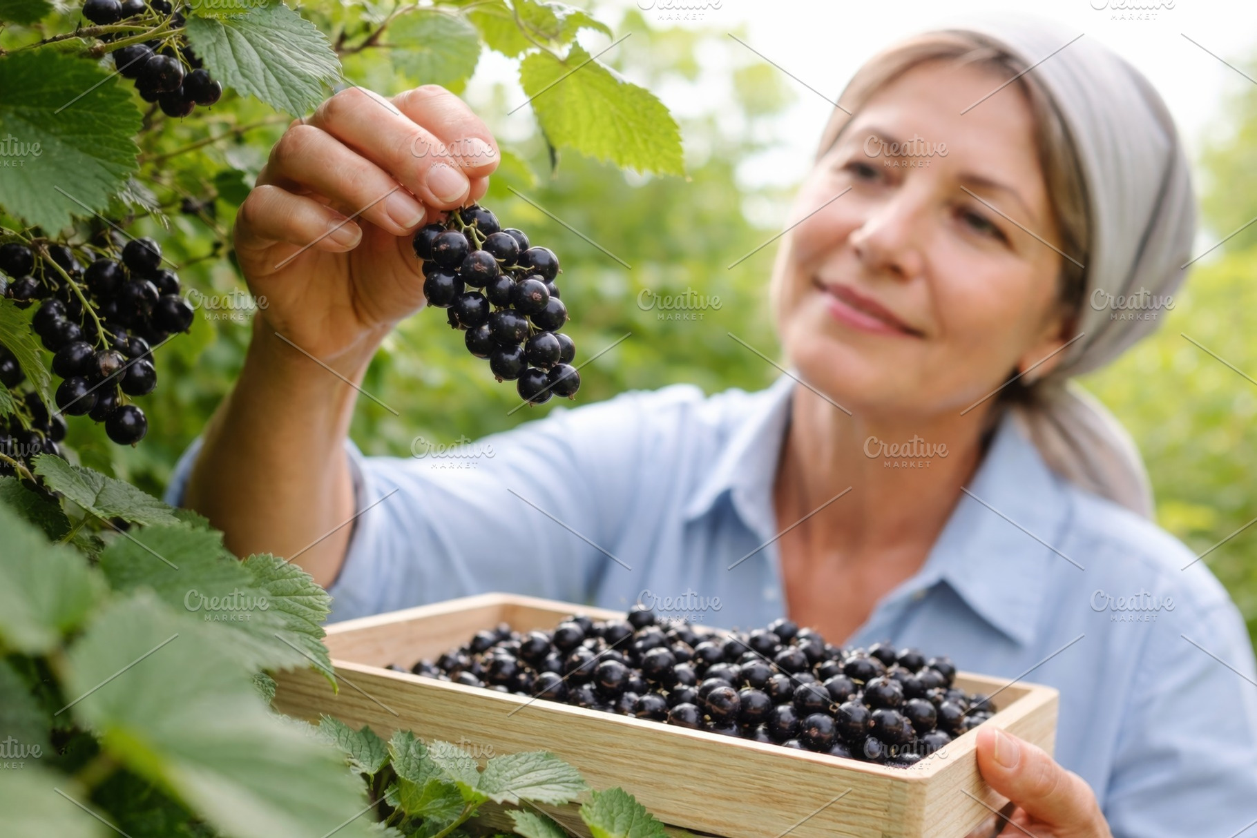 Woman harvesting black currant berri, a Photo by Dvoevnore photos