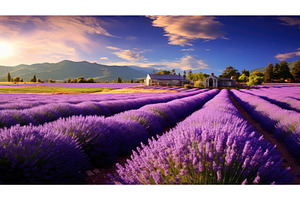 relaxation lavender farm ai, a Beauty & Fashion Photo by pikepicture