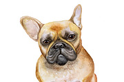 Watercolor Dogs Mega Big Bundle, an Illustration by Dneprstock (Thumbnail 31 of 60)