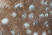 Forest Secrets Woodland Collection, a Pattern Graphic by Blixa 6 Studios (Thumbnail 4 of 5)