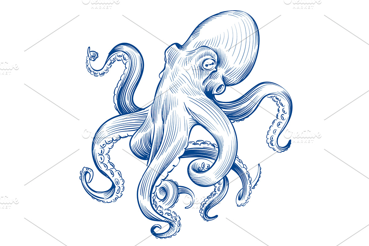 Vintage octopus. Hand drawn squid, a Background Graphic by Valerie Bodnar
