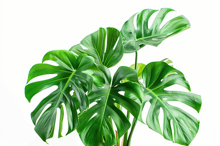 Monstera leaves isolated on white background, a Nature Photo by AlyaAnd