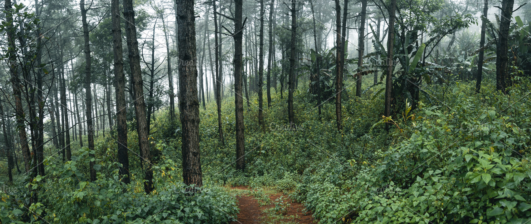 Trees in the fog,wilderness landscape forest with pine trees, a Nature Photo by Art Rachen