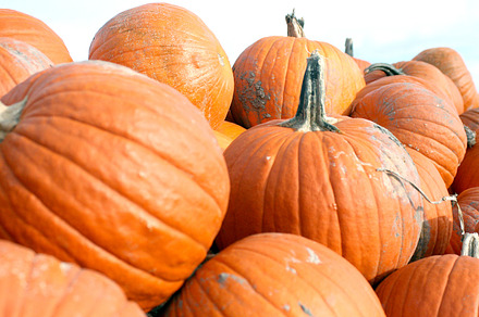 Fall pumpkins featuring pumpkins, green pumpkins, and fall
