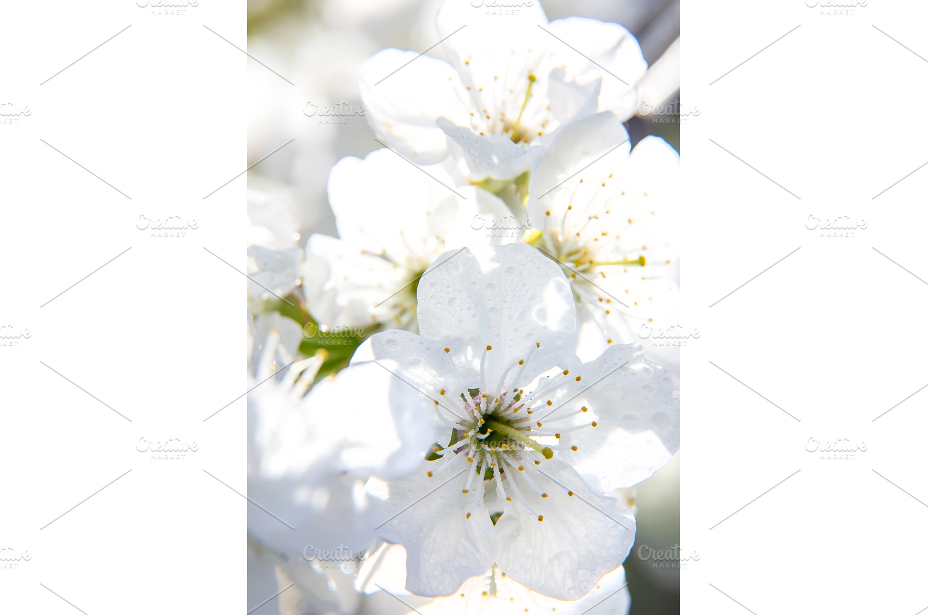 Flowering tree branches in spring, a Nature Photo by yanadjana