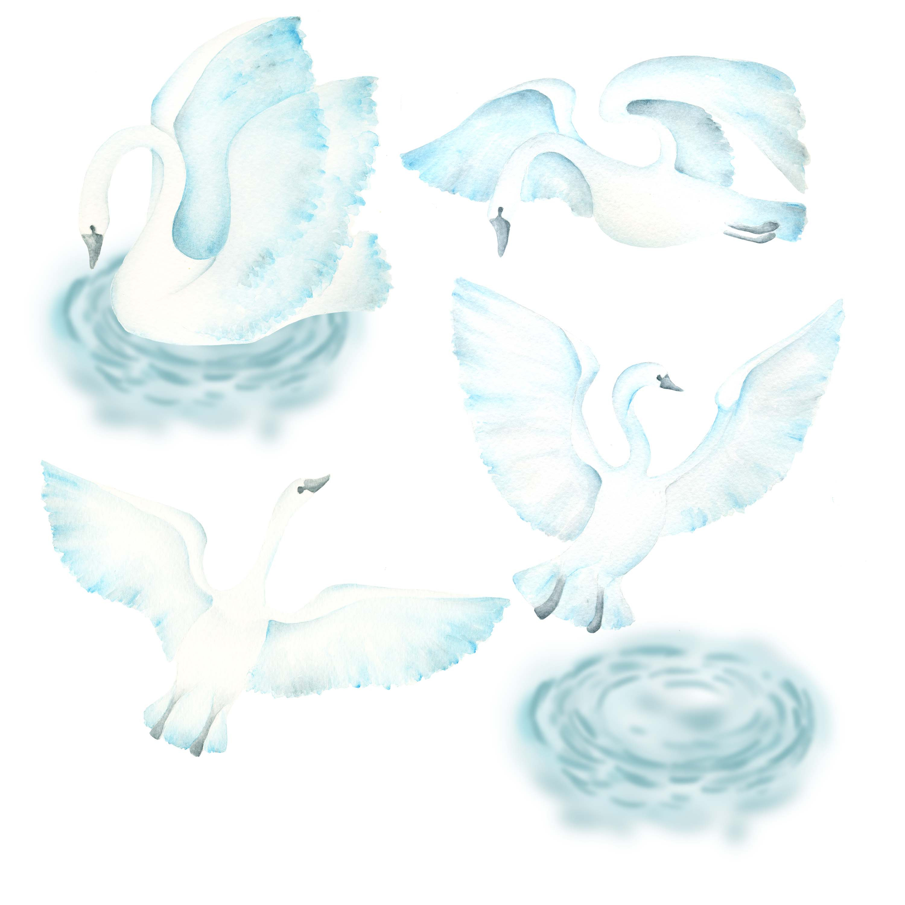 Watercolor swan clipart, an Illustration by DarinaDigital