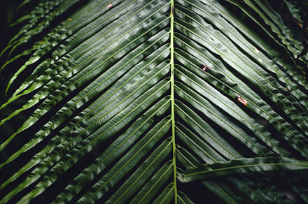 Fern Leaves,Dark green fern foliage, a Nature Photo by Art Rachen