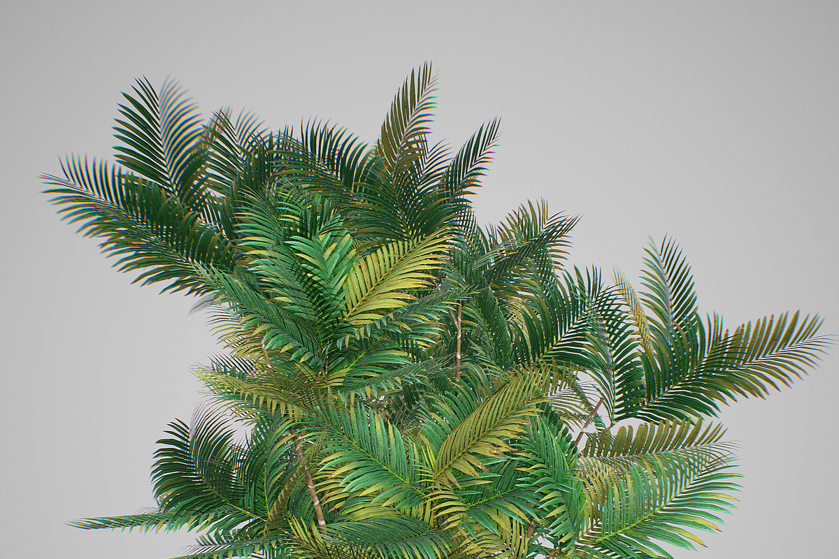 Pinanga coronata, an Environmental 3D Model by AndrewWhite (Photo 18 of 25)
