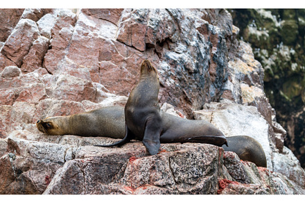 Sea lions resting on the stones in, an Animal Photo by Leonid Andronov