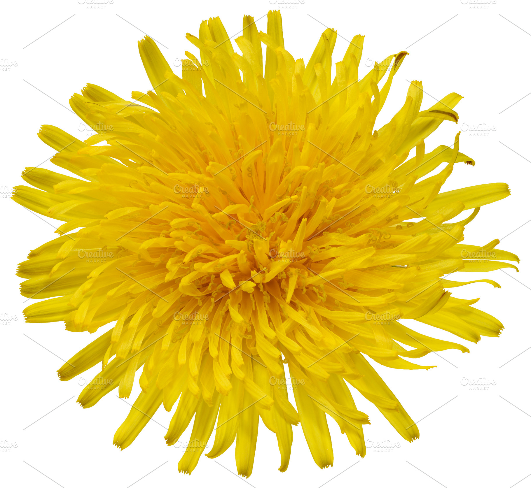 A close-up of a bright yellow dandelion flower against an isolat, a Nature Photo by ndanko
