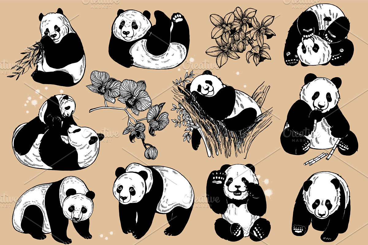 Panda, an Animal Illustration by Ecaterina Sciuchina (Photo 3 of 6)