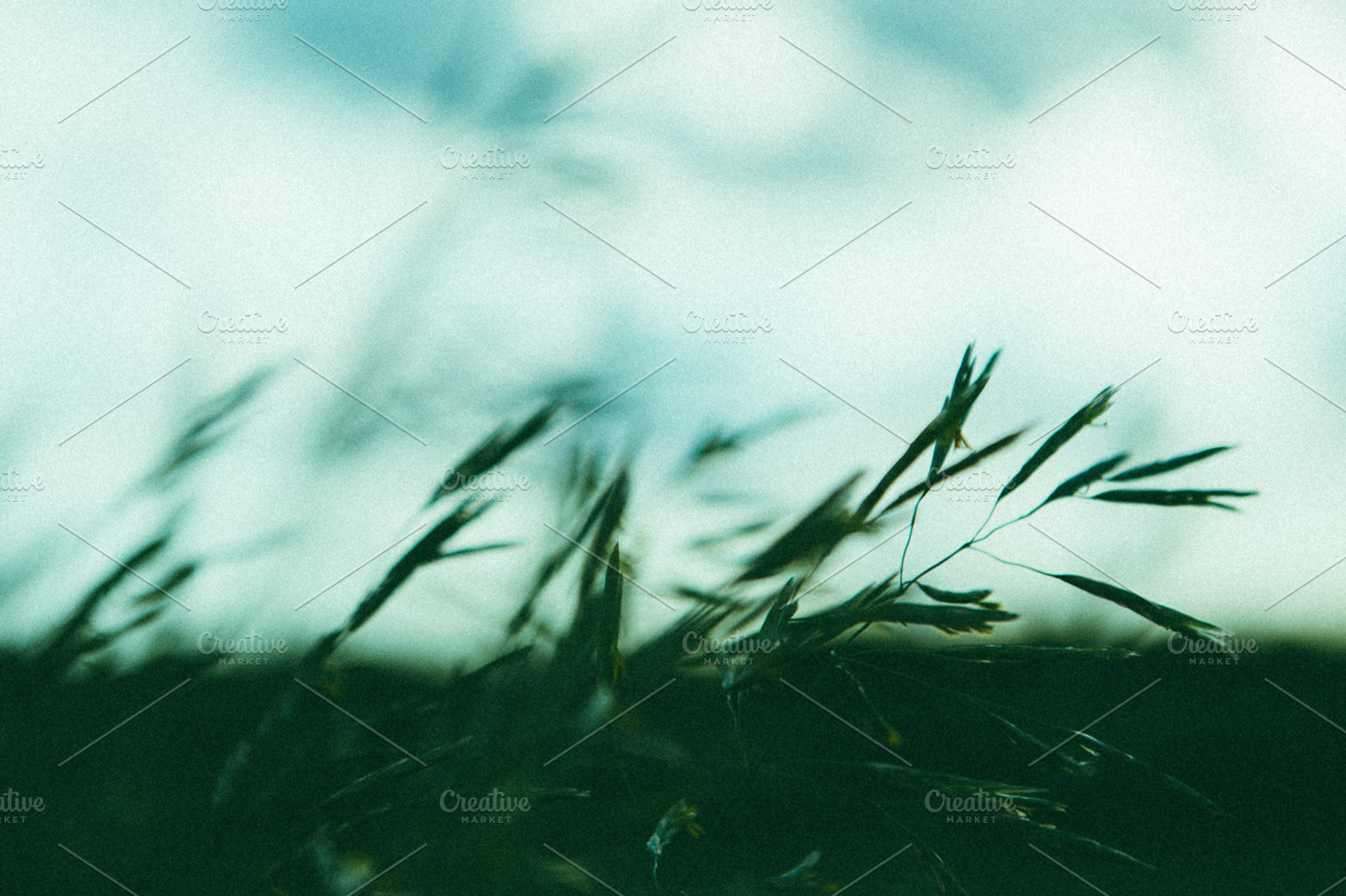 wispy green grasses on a blue sky, a Nature Photo by tara wanders