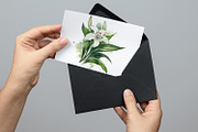 lilies clipart, Watercolor floral, a Decorative Illustration by ElenazlataArt (Thumbnail 5 of 6)