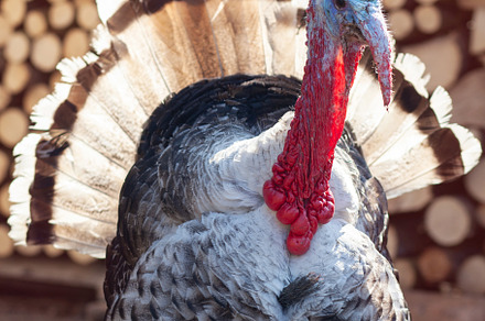 Big turkey in courtyard of village h featuring turkey, bird, and cock, an Animal Photo by Rohan Photography