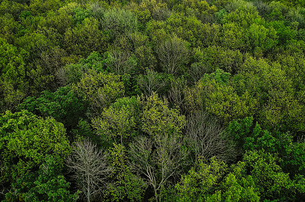 Forest background summer woods green tree crowns, a Nature Photo by Photo Drive Studio