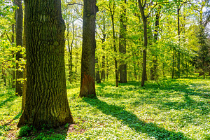 Big tree in green spring forest, a Nature Photo by Vapi